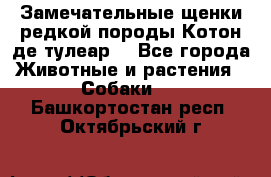Замечательные щенки редкой породы Котон де тулеар  - Все города Животные и растения » Собаки   . Башкортостан респ.,Октябрьский г.